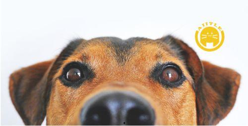 最新宠物爆料网,萌宠界的秘密生活大公开！