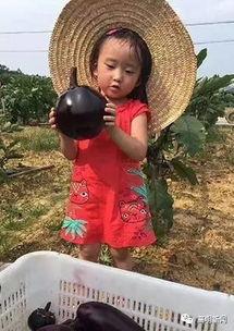 圆老师吃瓜,揭秘娱乐圈那些不为人知的幕后故事