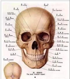 明星颅骨,探寻明星面部特征的奥秘