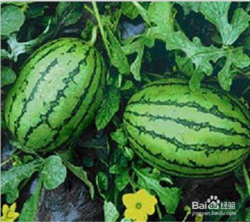 哪里有免费吃瓜,让你畅享夏日清凉